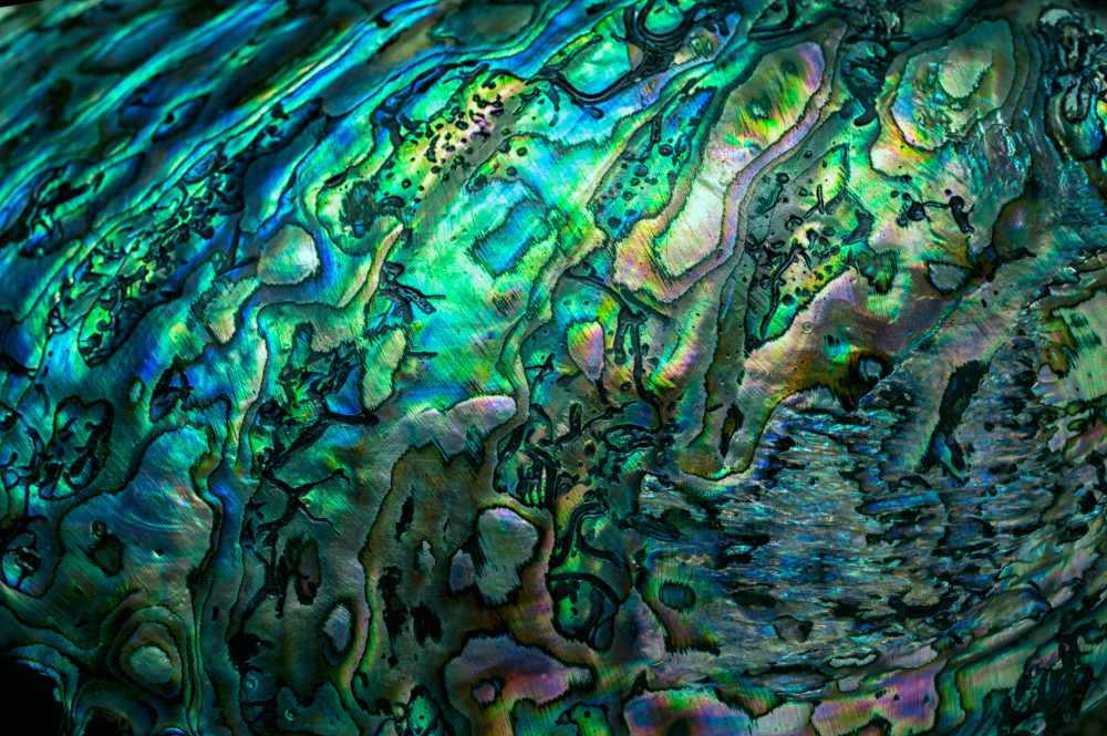 Photograph of the beautiful blue, green and purple insides of a paua or abalone shell