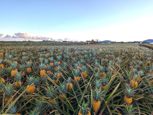 MAUI PINEAPPLE FARM TOURS - HELPING WILDFIRE VICTIMS